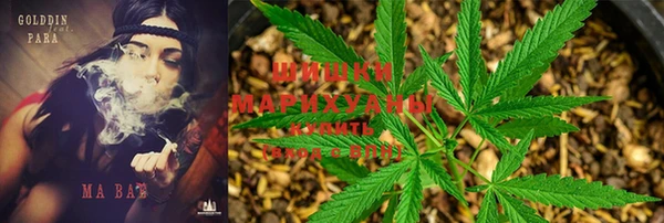 прущие грибы Бронницы