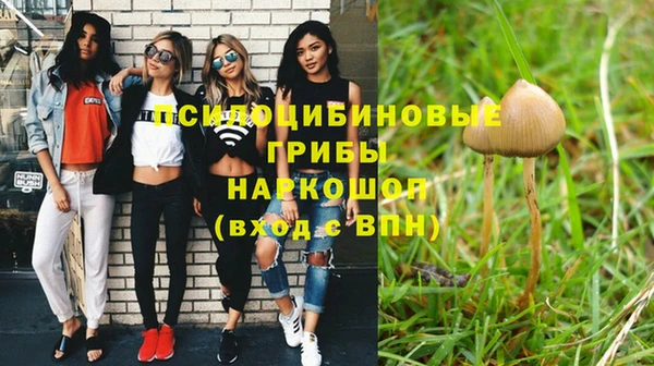 прущие грибы Бронницы